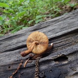 Flammulaster erinaceellus image