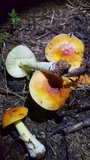 Amanita parcivolvata image