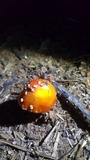 Amanita parcivolvata image