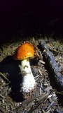 Amanita parcivolvata image
