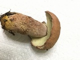 Boletus subcaerulescens image