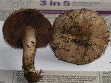 Agaricus cupreobrunneus image
