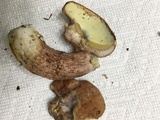 Boletus subcaerulescens image