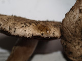 Agaricus cupreobrunneus image