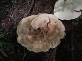 Bondarzewia berkeleyi image