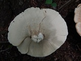Bondarzewia berkeleyi image