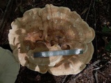 Bondarzewia berkeleyi image