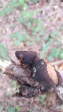 Galiella rufa image