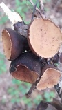 Galiella rufa image