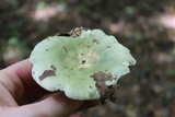Russula parvovirescens image