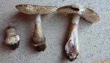 Amanita morrisii image