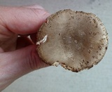 Amanita morrisii image