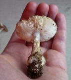 Amanita morrisii image