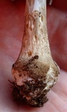 Amanita morrisii image