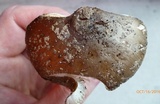 Amanita morrisii image