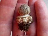 Amanita morrisii image
