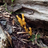 Microglossum rufum image