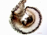 Bacidia heterochroa image