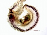 Bacidia heterochroa image