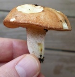 Suillus weaverae image