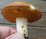 Suillus weaverae image
