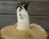 Suillus weaverae image