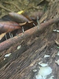 Xylaria axifera image