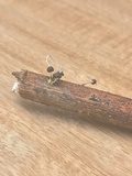 Xylaria axifera image