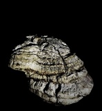 Fomitopsis officinalis image