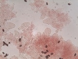 Coprinopsis pannucioides image
