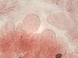 Coprinopsis pannucioides image