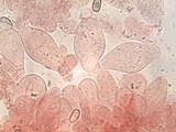 Coprinopsis pannucioides image