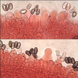Coprinopsis pannucioides image