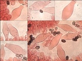 Coprinopsis pannucioides image