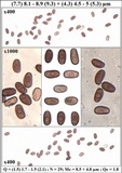Coprinopsis pannucioides image