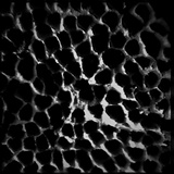 Fomitopsis officinalis image