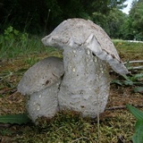 Hypomyces hyalinus image