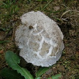 Hypomyces hyalinus image