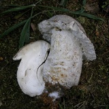 Hypomyces hyalinus image