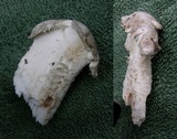 Hypomyces hyalinus image