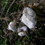 Hypomyces hyalinus image