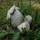 Hypomyces hyalinus image