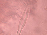 Chroogomphus vinicolor image