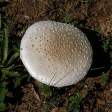 Amanita canescens image