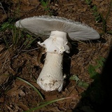 Amanita canescens image