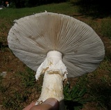 Amanita canescens image