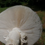 Amanita canescens image