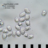 Amanita canescens image