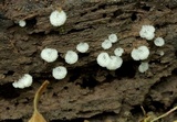 Ceratiomyxa fruticulosa var. fruticulosa image