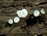 Ceratiomyxa fruticulosa var. fruticulosa image